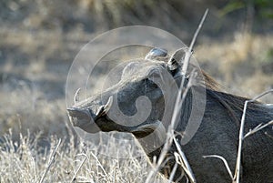 Desert Warthog, Phacochoerus aethiopicus, male portrait, Gorongosa National Park, Mozambique