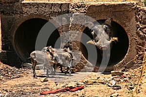 Desert Warthog, Phacochoerus aethiopicus, with youngsters, Victoria falls, Zimbabwe