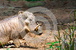 Desert Warthog Playing on Mud