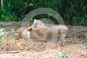 Desert Warthog Playing on Mud