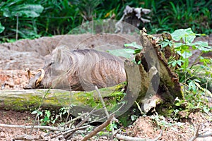 Desert Warthog Playing on Mud