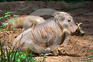 Desert Warthog Playing on Mud