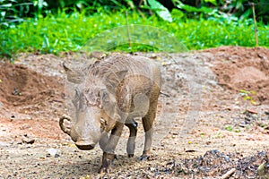 Desert Warthog Playing on Mud