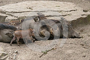Desert warthogs photo