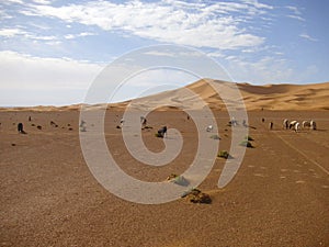 Desert wasteland sand dune sahara