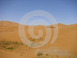 Desert wasteland sand dune sahara