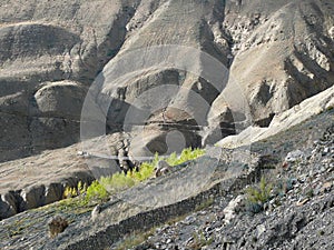 Desert - way from Muktinath to Kagbeni, Nepal