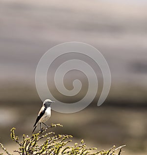 desert wheatear on a beautiful perch in himalayas