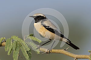 A Desert Wheatear bird photo