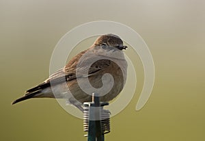 Desert Wheatear in Hamala, Bahrain