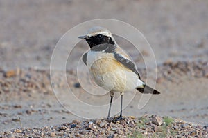 Desert Wheatear Oenanthe deserti in the united arab emirates sand