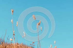 Desert wheatgrass foxtail barley blue sky copy space