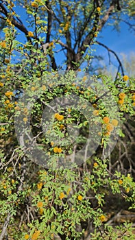 Desert Wild CATSCLAW Bush Tree Blooming Yellow Flower Fuzzy Balls Plant Foliage Nature Sky Scene