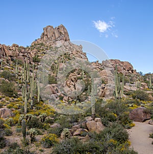 Desert Wild flowers on Pinnacle Peak trail in North Scottsdale.