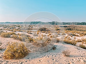 Desert wild plants and nature | Spectacular Landscape View at Al Wathba Wetland Reserve in Abu Dhabi, UAE | coastal salt flat sa