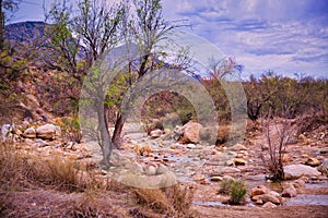 Desert Wilderness Forest Cactus and Brush