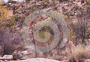 Desert Wilderness Forest Cactus and Brush