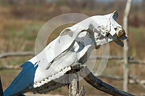 desert, wilderness, sands, wilds, waste, sahara photo