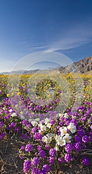 Desert wildflower.