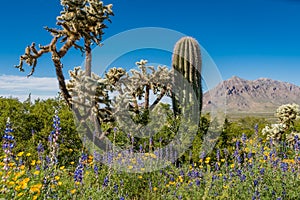 Desert Wildflower Landscape