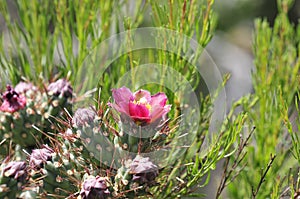 Desert Wildflower Series - Pink Cactus Series - Opuntia basilaris