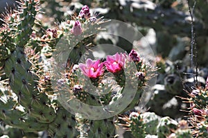 Desert Wildflower Series - Pink Cactus Series - Opuntia basilaris