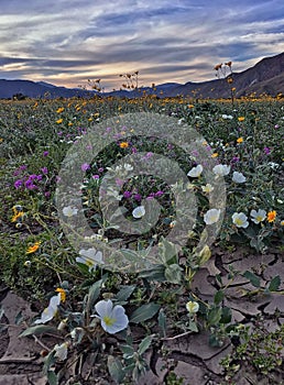 Desert wildflower sunset