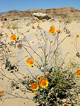 Desert wildflowers