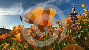 Desert wildflowers. California Gold Poppies in Arizona