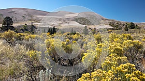 Desert wildflowers in front of the back side of the Great Sand Dunes National Park near Alamosa Colorado United States