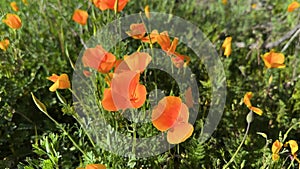 Desert wildflowers. Mexican Gold Poppies in the wind