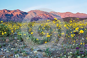 Desert Wildflowers