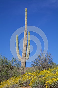 Desert Wildflowers and Saguaro photo