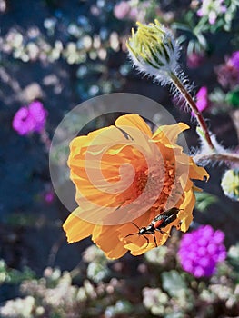 Desert Wildflowers spring super bloom