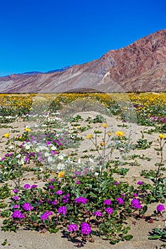 Desert Wildflowers photo