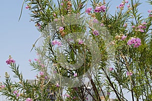 Desert willow Chilopsis linearis in bloom photo