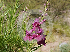 Desert willow Chilopsis linearis blossom photo