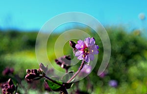 Desert Wishbone bush, flowers