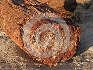 petrfied wood for a state park photo