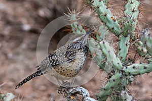 Desert Wren perched on Cholla cactus. Brown desert floor in background.