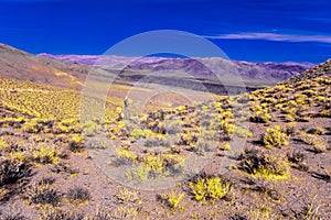 Desert with yellow plants under a bright blue sky