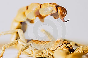 Desert yellow scorpion sting