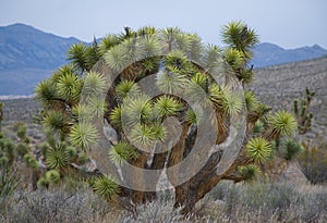 Desierto Yuca en el momento de la floración 