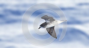 Desertastormvogel, Desertas Petrel, Pterodroma deserta photo