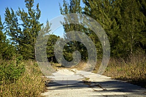 Deserted broken road overgrown with large trees