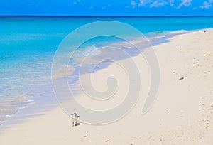 Deserted Caribbean Beach on Bimini, Bahamas