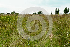 Deserted country road in the field with flowers. Nature concept