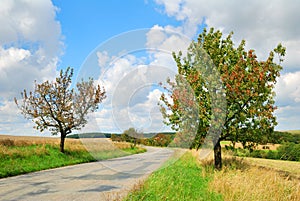 Deserted countryside road with cherry trees