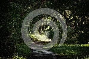 Deserted dirt road in subtropical jungle