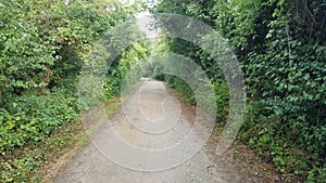 Deserted Forest Path